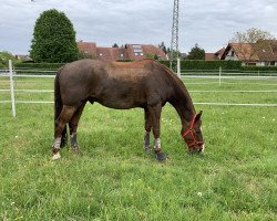 dressage horse Don Peppone 3 (Saxony-Anhaltiner, 2002, from Don Rubin 3)