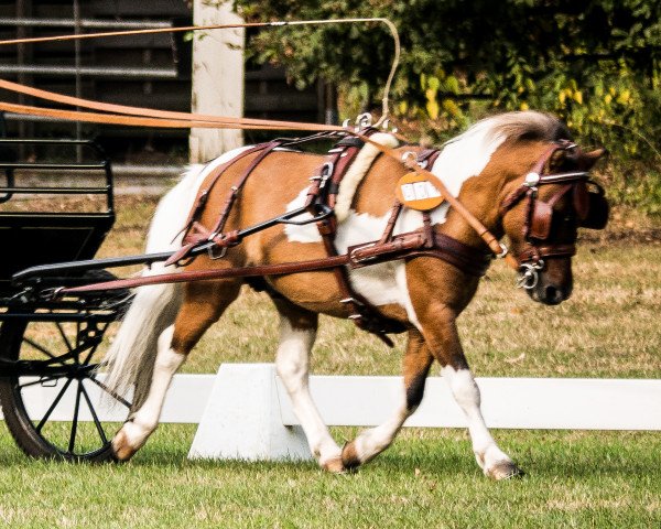 stallion Iggy Pop von der Harkrufe (Shetland Pony, 2013, from Isonzo vom Soestblick)