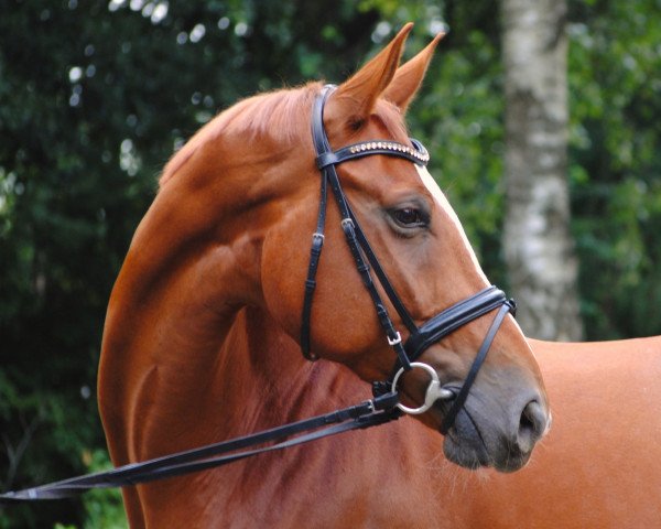 dressage horse Ravenclaw 5 (Hanoverian, 2013, from Royal Classic I)