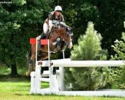 stallion Lasing (Czech Warmblood, 2007, from Lantaan)