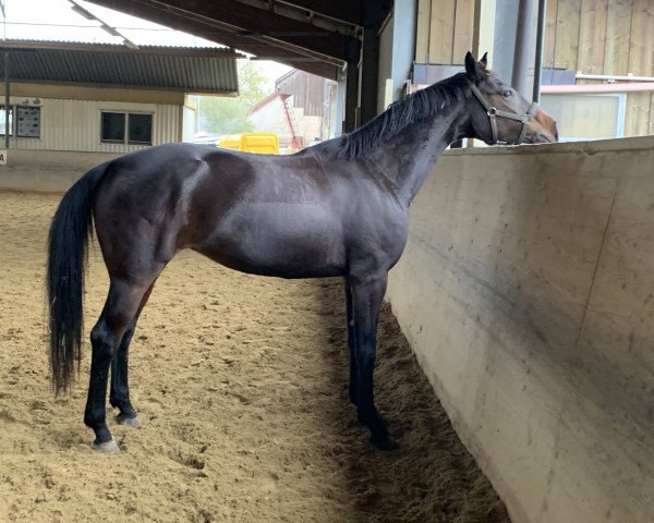 broodmare Sunny Side Up GK (Württemberger, 2011, from Birkhof's Sirtaki)