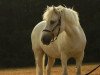 dressage horse Moritz Eydur (Iceland Horse, 2010)