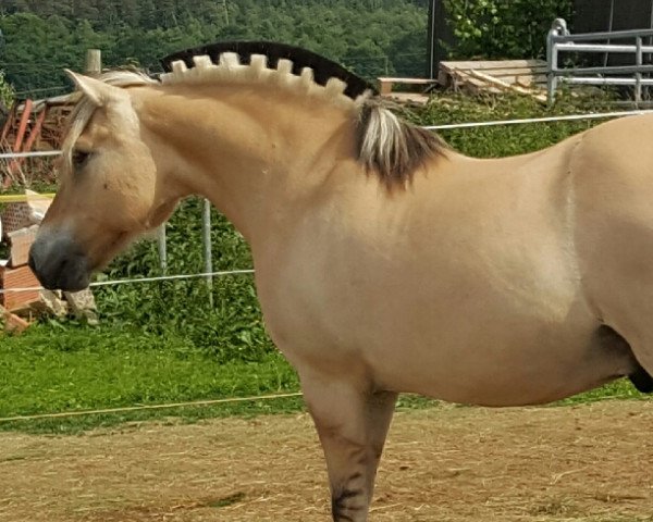 horse Herkules (Fjord Horse, 1998, from Haakon)