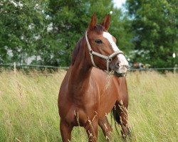 dressage horse Wena 5 (Polish Warmblood, 2014, from Izopren)