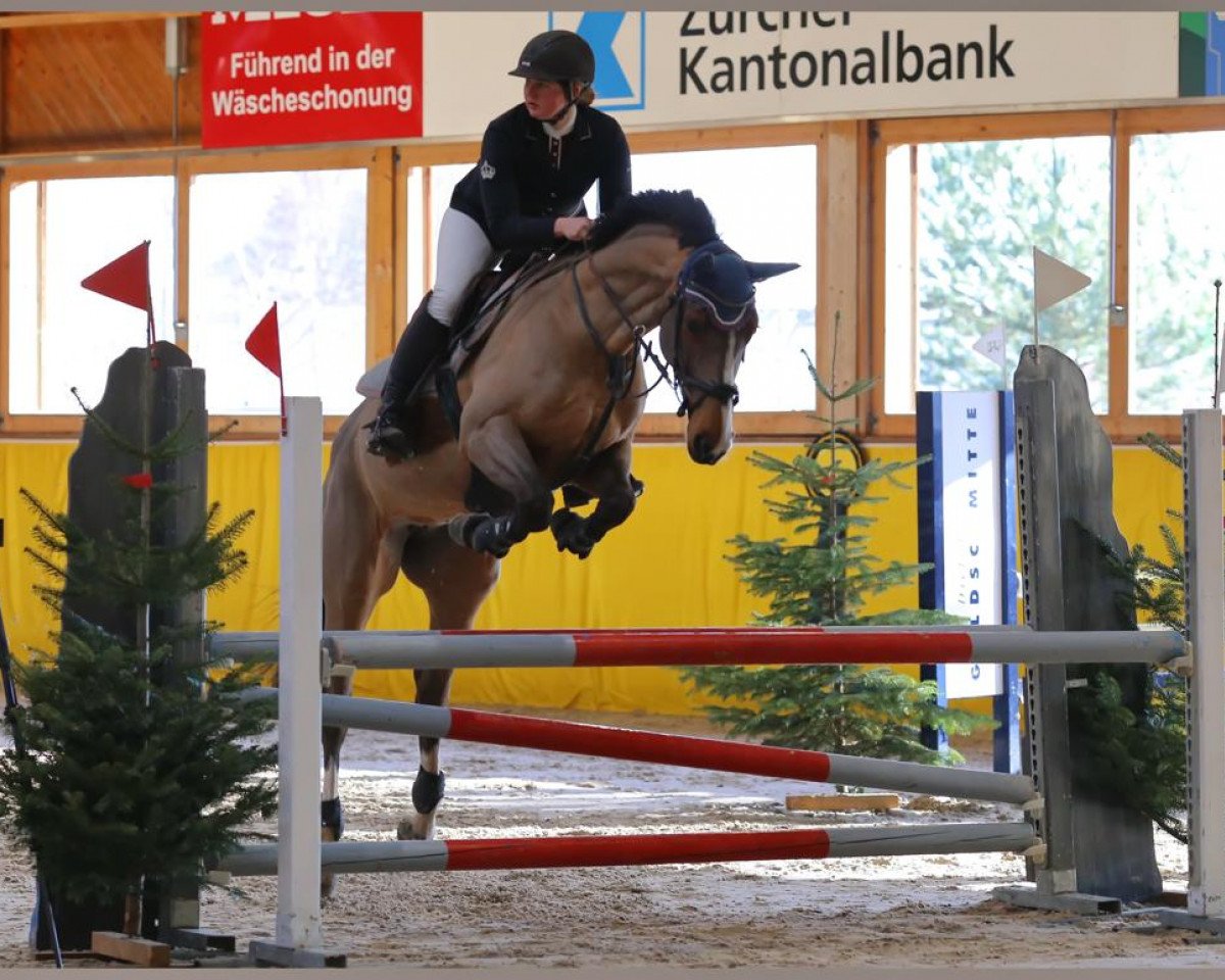 Springpferd Cantana ZK (Hannoveraner, 2012, von Canstakko)