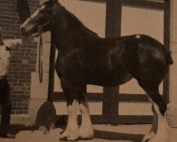 Zuchtstute Crocketts Lady Karen (Clydesdale, 1982, von Ronbergs Scotty Dunn)