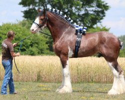 stallion Creditview Jack Daniel (Clydesdale, 2013, from Birky's Pride Nicodemus)