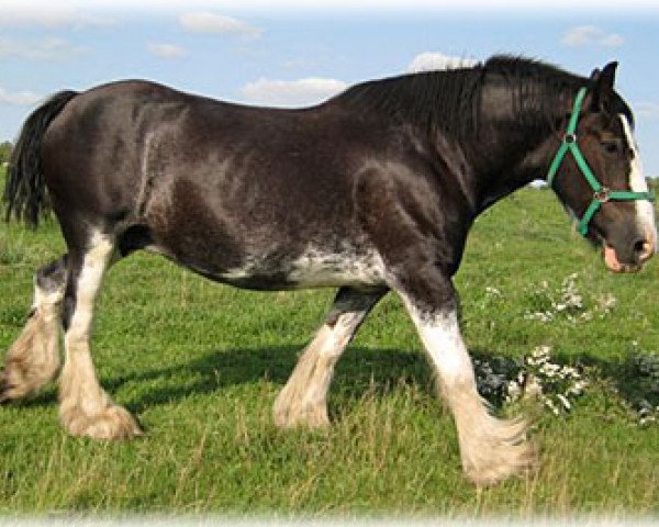 Zuchtstute Cranbrook's Jess (Clydesdale, 1999, von Ayton Black Prince)