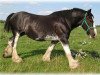 Zuchtstute Cranbrook's Jess (Clydesdale, 1999, von Ayton Black Prince)