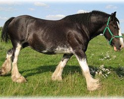 broodmare Cranbrook's Jess (Clydesdale, 1999, from Ayton Black Prince)