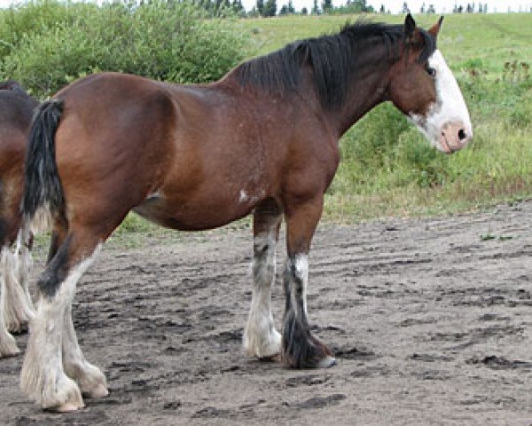 Zuchtstute Cranbrook's Miss Maude (Clydesdale, 2001, von D Jay's Sir El Gus)