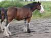 Zuchtstute Cranbrook's Miss Maude (Clydesdale, 2001, von D Jay's Sir El Gus)