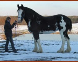 broodmare Cranbrook Allie's Angel (Clydesdale, 2001, from D Jay's Sir El Gus)