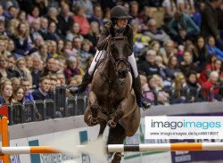 Springpferd Jaleo van het Heuvelland (Belgisches Warmblut, 2009, von Hunter's Scendix)