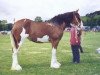 broodmare Craigluscar Miriam (Clydesdale,  , from Collessie Cut Above)