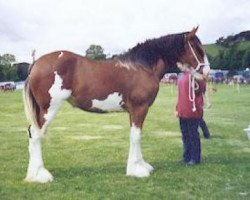 broodmare Craigluscar Miriam (Clydesdale,  , from Collessie Cut Above)