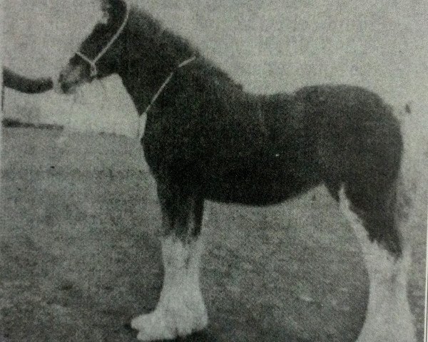 Zuchtstute Craighead May Queen (Clydesdale,  , von Doura Masterstroke)