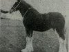 Zuchtstute Craighead May Queen (Clydesdale,  , von Doura Masterstroke)