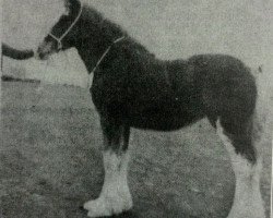 broodmare Craighead May Queen (Clydesdale,  , from Doura Masterstroke)