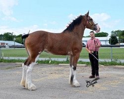 Zuchtstute Willow Way Noelle (Clydesdale, 2013, von Willow Way Horton)