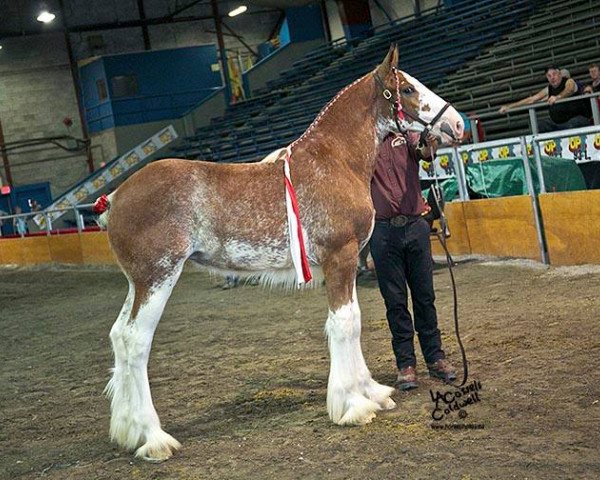 Pferd Covered Bridge Reign (Clydesdale, 2015, von 2S Explorer's Sensational Impact)