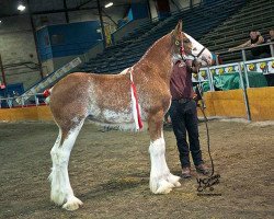 horse Covered Bridge Reign (Clydesdale, 2015, from 2S Explorer's Sensational Impact)