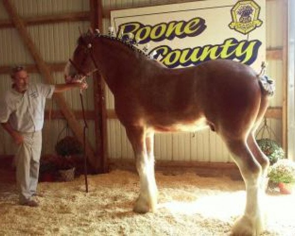 horse Crabapple Hollow Royal Empire (Clydesdale, 2013, from North Star Spirit of America)