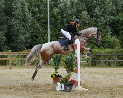 jumper Little Lusche (German Warmblood, 2010, from Luca 13)