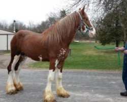 horse Crabapple Hollow Red Baron (Clydesdale, 2010, from Candy's Sensational Scooter)