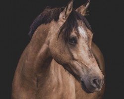 jumper Galino W (German Riding Pony, 2008, from Geronimo B)