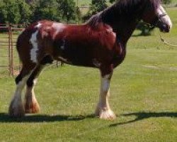 Pferd Crabapple Hollow Jersey Mac (Clydesdale, 2014, von Irish Thunder's Captivator)