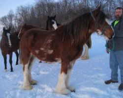 Pferd Crabapple Hollow Greens Golden (Clydesdale, 2011, von Candy's Sensational Scooter)