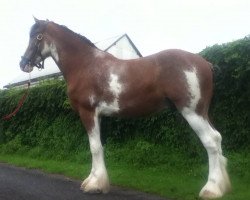 Pferd Covered Bridge Stars Last Dance (Clydesdale, 2010, von Cal-Eden Major Castles)