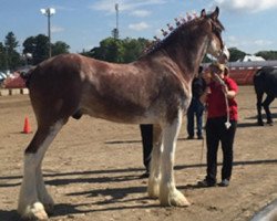 horse Covered Bridge Spartan (Clydesdale, 2016, from 2S Explorer's Sensational Impact)