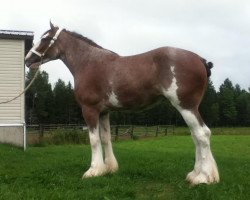 Zuchtstute Covered Bridge Lily (Clydesdale, 2009, von Cal-Eden Major Castles)