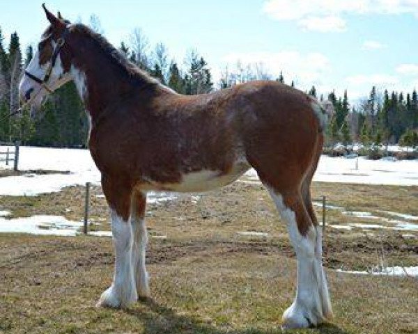 horse Covered Bridge Ivory (Clydesdale, 2017, from F.E. Sam Adams)