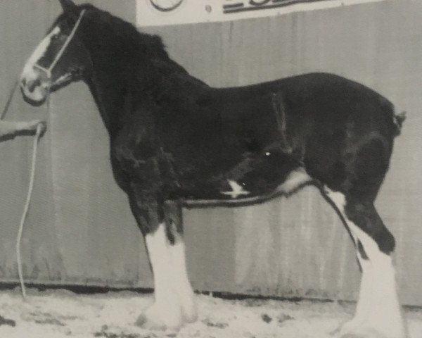 broodmare Willow Way Natalie (Clydesdale, 1996, from Hill Topper Perfect Motion)