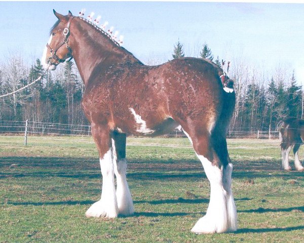 stallion Great American John Adams (Clydesdale, 2008, from Great American Ben Franklin)