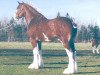 Deckhengst Great American John Adams (Clydesdale, 2008, von Great American Ben Franklin)