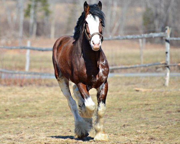 Deckhengst F.E. Sam Adams (Clydesdale, 2012, von Great American John Adams)