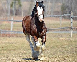 stallion F.E. Sam Adams (Clydesdale, 2012, from Great American John Adams)