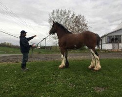 horse Covered Bridge Elegance (Clydesdale, 2017, from F.E. Sam Adams)