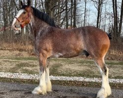 Pferd Big Shoe Brewster (Clydesdale, 2015, von Class E Kazaam's Bentley)