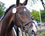 dressage horse Shorty 94 (German Warmblood, 2010, from Sambo 37)