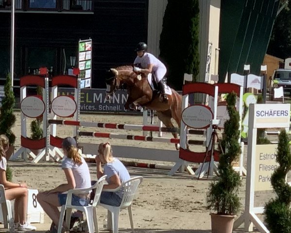 jumper Classic Gold 5 (German Riding Pony, 2016, from Carbaret WE)