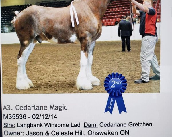 horse Cedarlane Magic (Clydesdale, 2014, from Langbank Winsome Lad)