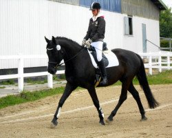 dressage horse Rosaria A (Oldenburg, 2006, from Rosario 37)