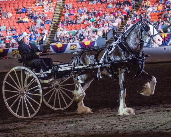 horse Berkshire Royal Max (Clydesdale, 2014, from Armageddon's Lord Lazarus)