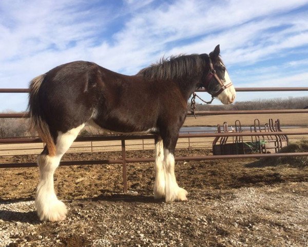 Pferd Country Lane Peggy (Clydesdale, 2013, von Armageddon's Lord Leviticus)