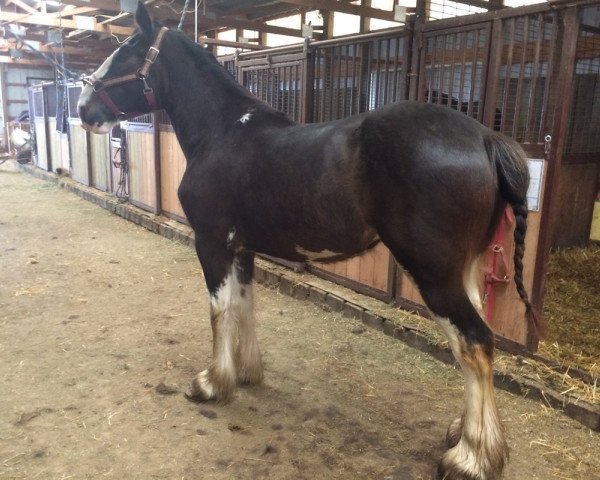 horse Country Lane Patsy (Clydesdale, 2014, from Armageddon's Lord Leviticus)